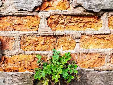 老红砖墙与一棵绿色发芽的植物文本模板文本的地方背景图片纪念日星相图片