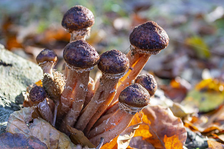 一群身份不明的蘑菇Zoet图片