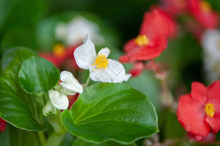 白花和红色花朵长生花春夏图片