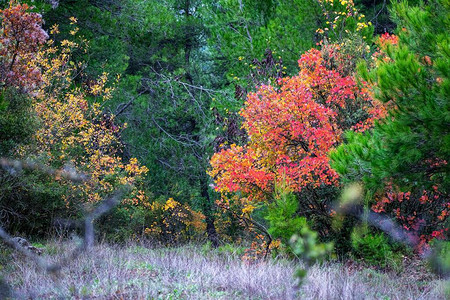 秋天时间五颜六色的树木和自然自然概念图片