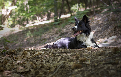森林中一只边境牧羊犬小狗的肖像图片
