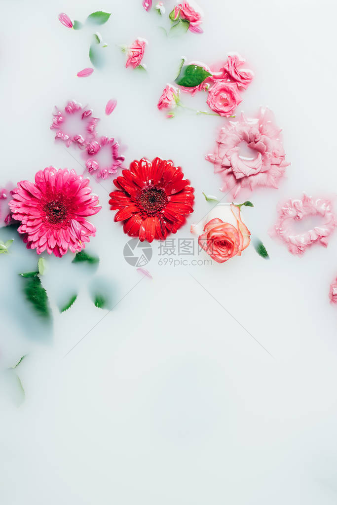 牛奶中五颜六色的玫瑰非洲菊和花的顶视图图片