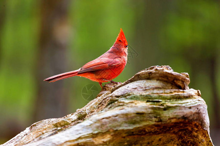 北红雀是红雀属的北美鸟类图片