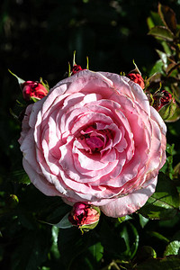 花园玫瑰育种不同品种图片
