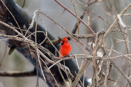 北美鸟类Cardinal在树枝上切入图片