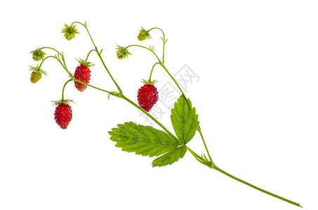 草莓树枝红莓和绿叶熟图片