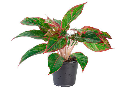 Aglaonemameadowum植物红色和绿色的叶子图片