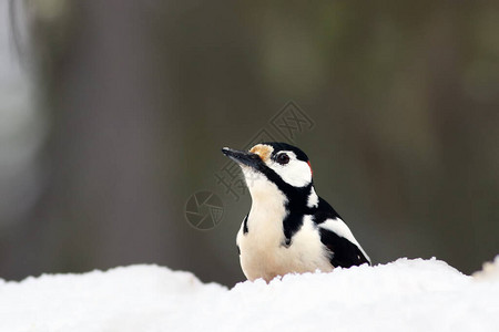 坐在雪上的大斑木鸟DendrocoposMajor图片