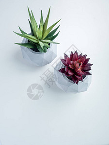 现代几何混凝土花盆中绿色和红色肉质植物的顶部视图图片