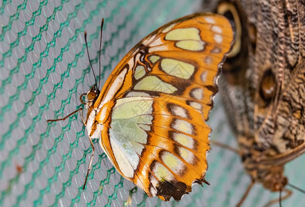 热带蝴蝶比布里斯塞索图片