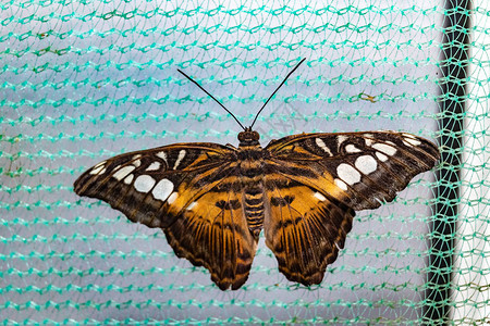 热带蝴蝶西尔维亚Parthenossylvia图片