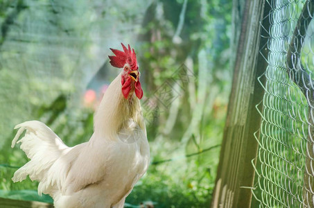 公鸡鸣叫在农家院子里打鸣的公鸡背景图片
