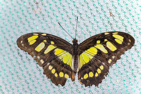 热带蝴蝶西普罗埃塔图片