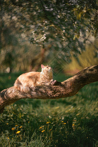 红猫坐在树干上春天公园图片