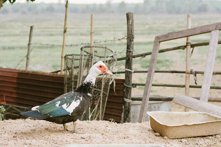 安静的鸭子在农场里蹲图片
