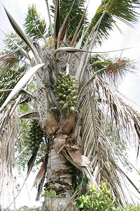 Piassava棕榈树图片