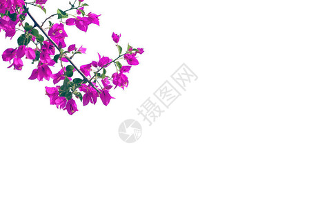 在多彩背景旁的布林盖维亚花枝处图像图片