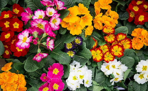 新鲜的多色明亮的背景与大量的花卉纹理具有自然植被花卉的背景图片
