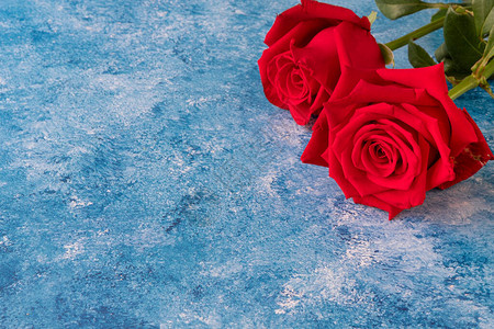 两朵美丽盛开的红玫瑰蓝色图片