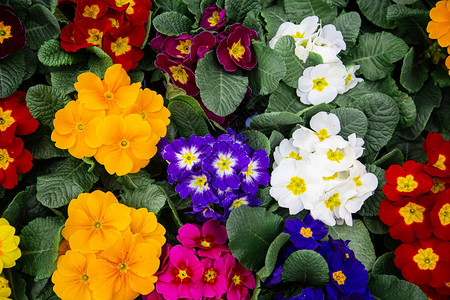 新鲜的多色明亮的背景与大量的花卉纹理具有自然植被花卉的图片