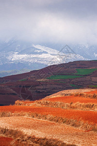 红土地在日出雪山和云彩背景的五颜六色的风景太阳照耀在梯田的麦田周围东川背景图片