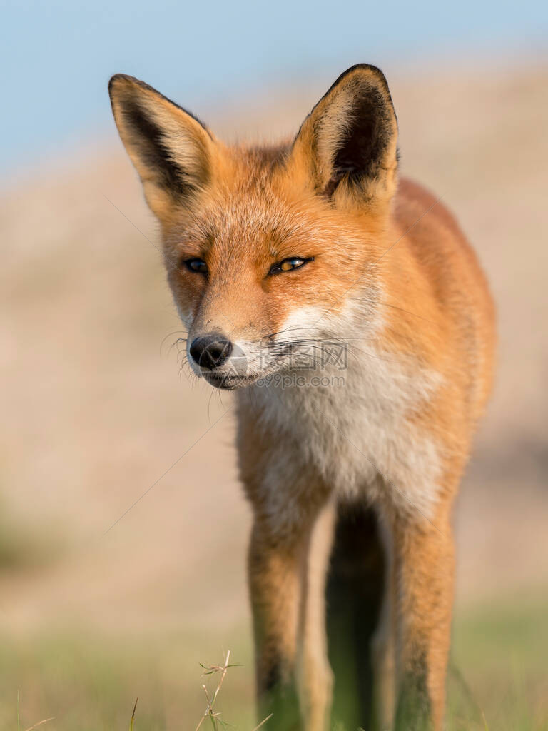 te红狐狸的肖像图片