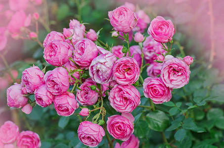 粉红玫瑰花许多鲜花和绿叶子美丽的粉背景图片