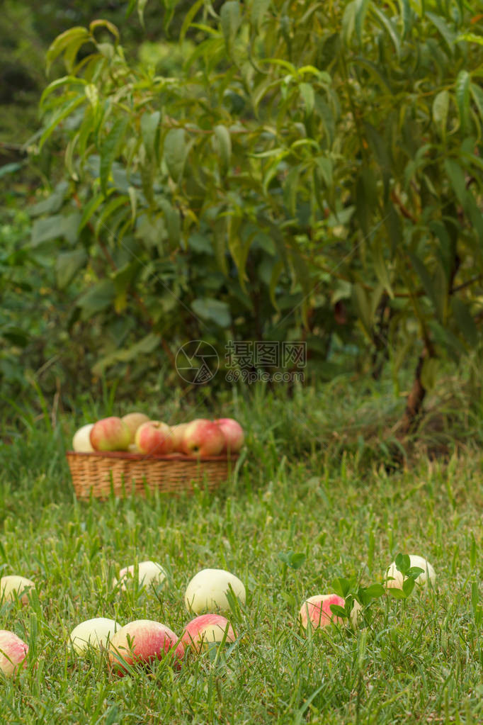 柳条篮和果园绿草上的红苹果夏日花园里落下的成熟苹果水果收获浅景深图片