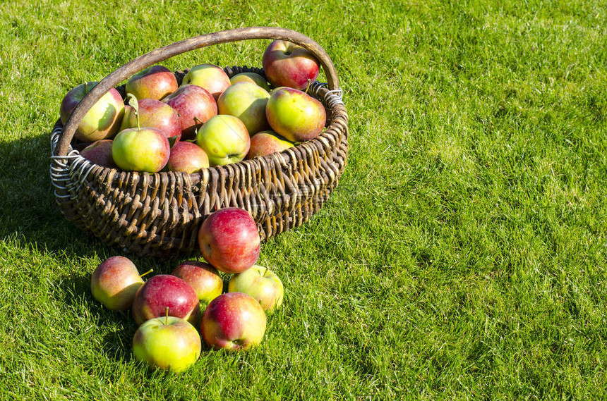 绿色草原背景的旧老树枝篮子里提取苹果Stu图片