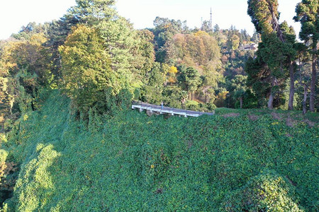 郁葱的绿色中的火车图片