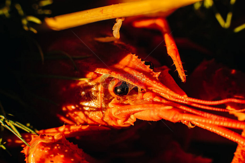 一颗新的大锅煮红龙虾的宏观镜头图片