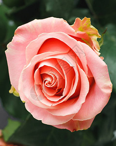 粉红玫瑰花蕾近景图片