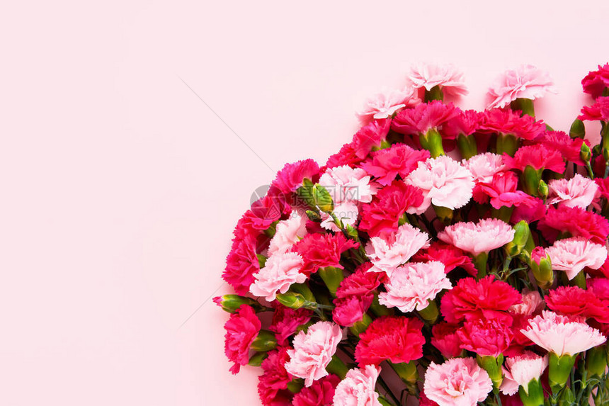 粉红色背景上的粉红色康乃馨花束母亲节情人节生日庆祝概念问候卡复图片