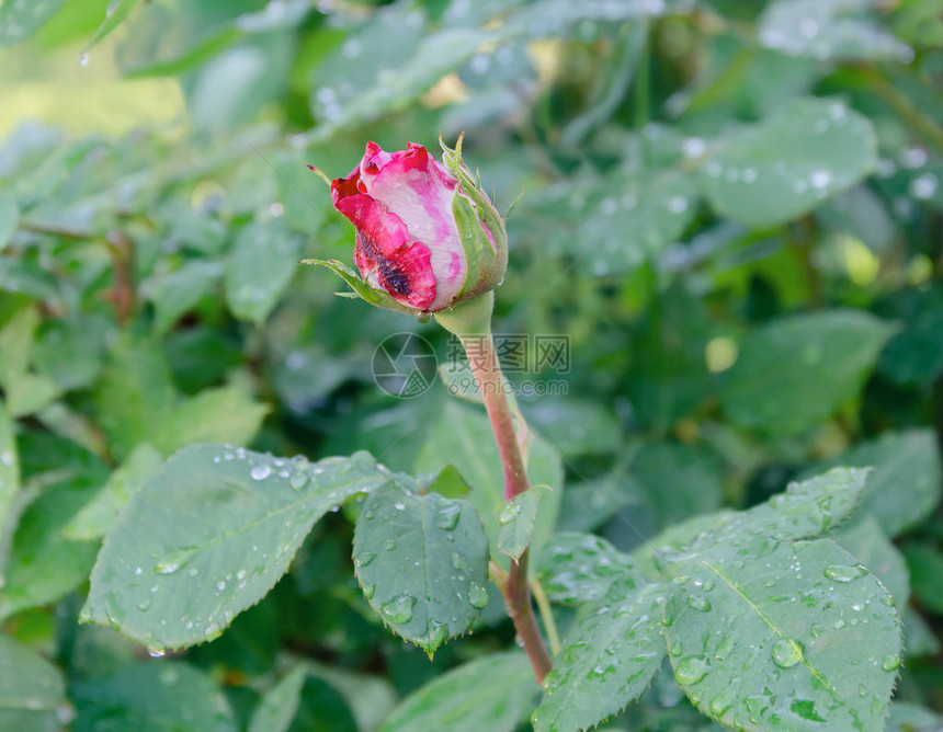 红玫瑰花在绿叶背景上夏日在图片
