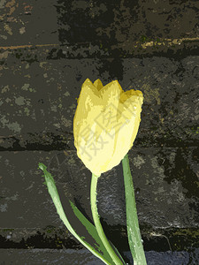 黑砖背景插图上的郁金香图片