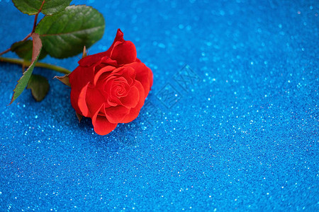 红玫瑰在明亮的蓝色辉煌的报纸上图片