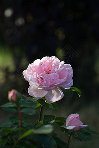 美丽的粉红玫瑰在花园里拍到图片