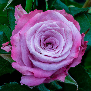 粉红玫瑰花叶和子宏观自然绿色背图片