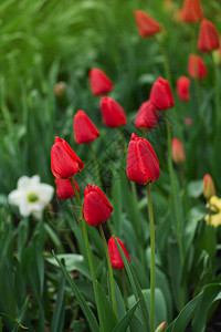红色郁金香花背景花园里的红色郁金香红色郁金香的五图片