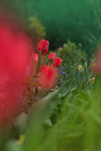 红色郁金香花背景花园里的红色郁金香美丽的红图片
