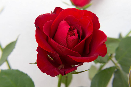 浅色背景上的红色玫瑰花朵玫瑰是蔷薇科蔷薇属的多年生木本开花植物背景图片