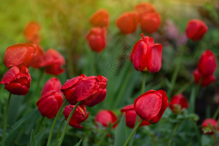 花园背景上的红色郁金香红色彩背景图片