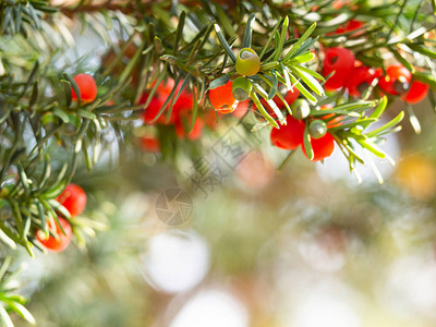 YewconiferTaxusBaccata红莓树枝背图片