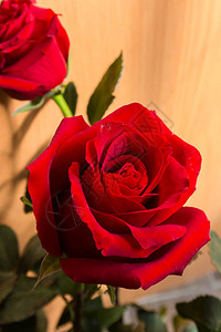 浅色背景上的红色玫瑰花朵玫瑰是蔷薇科蔷薇属的多年生木本开花植物背景图片