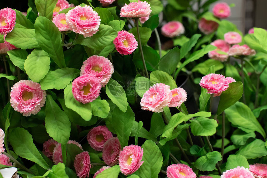 绿叶中的粉红色花朵图片
