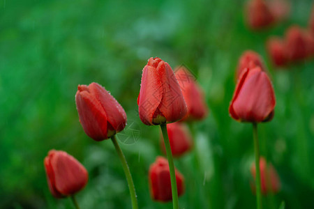 花园背景上的红色郁金香红色彩背景图片