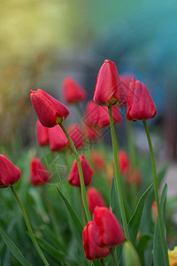 花园背景上的红色郁金香红色彩图片
