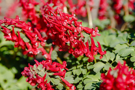 Corydalis背景图片