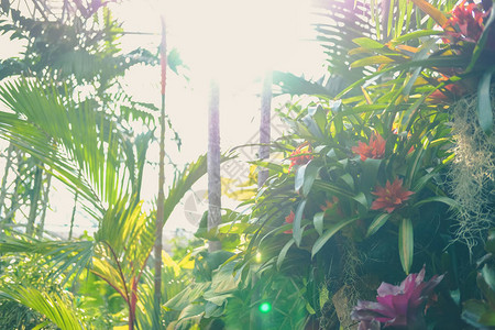 热带植物园种植的二溴图片