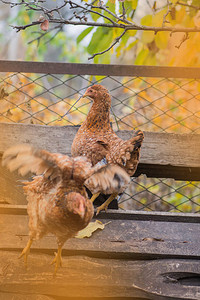 在五颜六色的秋天背景的鸡与母鸡的秋天风景秋图片